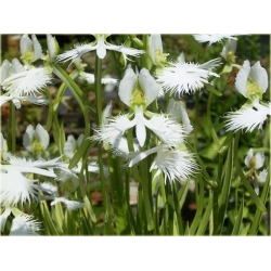 Nasiona Czapla szt.5 Nxx167