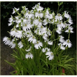 Nasiona Czapla szt.5 Nxx167