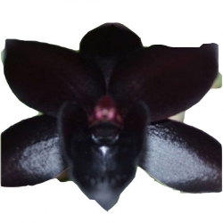 Nasiona Orchidea Czarna szt.10 N166
