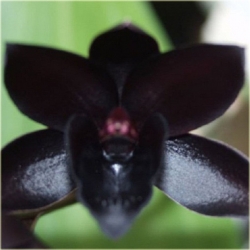 Nasiona Orchidea Czarna szt.10 Nxx166