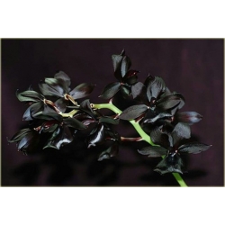 Nasiona Orchidea Czarna szt.10 Nxx166