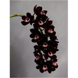 Nasiona Orchidea Czarna szt.10 Nxx166