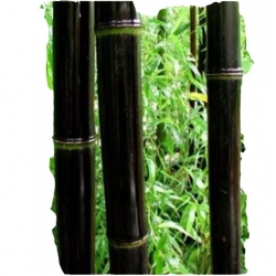 Nasiona Bambus czarny szt.5 N123