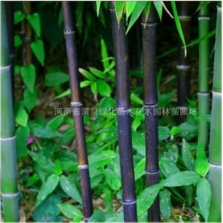 Nasiona Bambus czarny szt.5 Nxx123