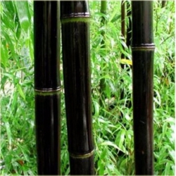 Nasiona Bambus czarny szt.5 Nxx123