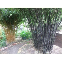 Nasiona Bambus czarny szt.5 Nxx123