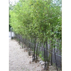 Nasiona Bambus czarny szt.5 Nxx123