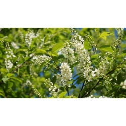 nasiona Czeremcha pospolita Prunus padus szt5 Fore209