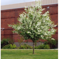 nasiona Czeremcha pospolita Prunus padus szt5 Fore209