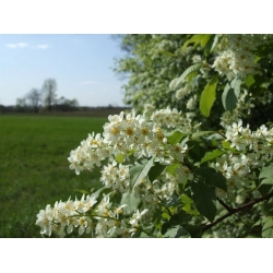 nasiona Czeremcha pospolita Prunus padus szt5 Fore209