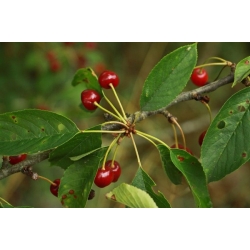 nasiona Czereśnia ptasia Prunus avium szt5 Fore205