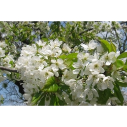 nasiona Czereśnia ptasia Prunus avium szt5 Fore205