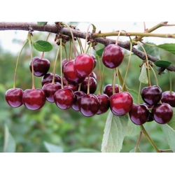 nasiona Czereśnia ptasia Prunus avium szt5 Fore205