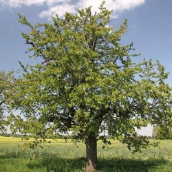 nasiona Czereśnia ptasia Prunus avium szt5 Fore205