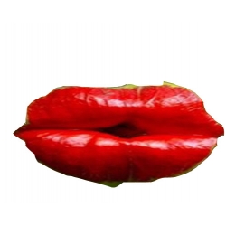 Nasiona Czerwone wargi szt.5 N179