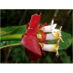 Nasiona Czerwone wargi szt.5 Nxx179