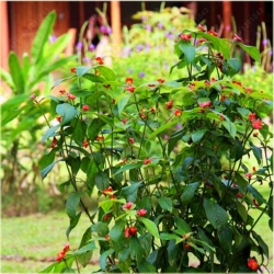 Nasiona Czerwone wargi szt.5 Nxx179