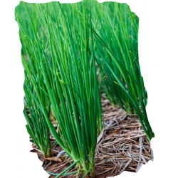 Nasiona Czosnek askaloński cebula szalotka szt.5 N478