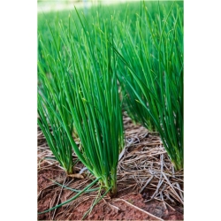 Nasiona Czosnek askaloński cebula szt.5 Nxx478