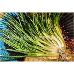 Nasiona Czosnek askaloński cebula szt.5 Nxx478