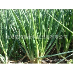 Nasiona Czosnek askaloński cebula szt.5 Nxx478