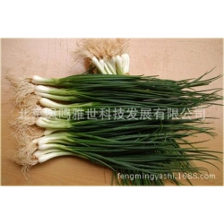 Nasiona Czosnek askaloński cebula szt.5 Nxx478