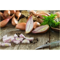 Nasiona Czosnek askaloński cebula szt.5 Nxx478