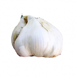 Nasiona Czosnek gigant szt.5 N284