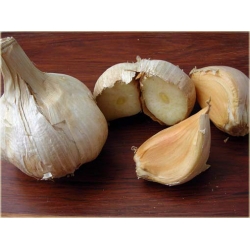 Nasiona Czosnek gigant szt.5 Nxx284