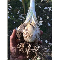 Nasiona Czosnek gigant szt.5 Nxx284