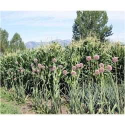 Nasiona Czosnek gigant szt.5 Nxx284