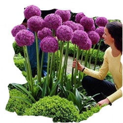 asiona Czosnek ozdobny fioletowy szt.5 N280