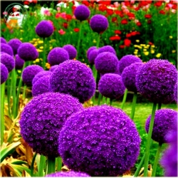 Nasiona Czosnek ozdobny fiolet. szt.5 Nxx280