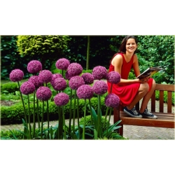 Nasiona Czosnek ozdobny fiolet. szt.5 Nxx280