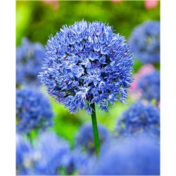 Nasiona Czosnek ozdobny fiolet. szt.5 Nxx280