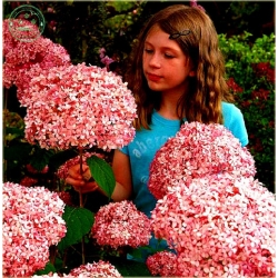 Nasiona Czosnek ozdobny fiolet. szt.5 Nxx280