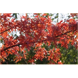 Nasiona Dąb czerwony ameryk. szt.2 Nxx248