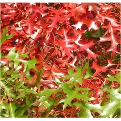 Nasiona Dąb czerwony ameryk. szt.2 Nxx248