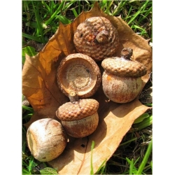 Nasiona Dąb czerwony ameryk. szt.2 Nxx248