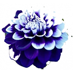 Nasiona Dalia biało-niebieska szt.5 N359