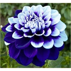 Nasiona Dalia biało-niebieska szt.5 Nxx359