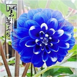 Nasiona Dalia biało-niebieska szt.5 Nxx359