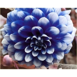 Nasiona Dalia biało-niebieska szt.5 Nxx359