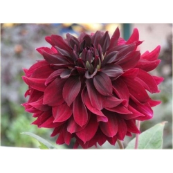 Nasiona Dalia czerwona szt.5 Nxx358