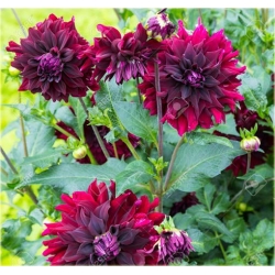 Nasiona Dalia czerwona szt.5 Nxx358