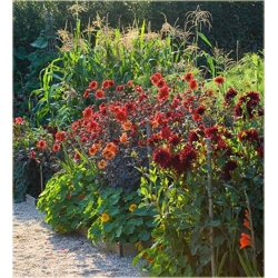 Nasiona Dalia czerwona szt.5 Nxx358