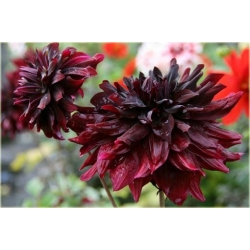 Nasiona Dalia czerwona szt.5 Nxx358