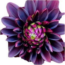 Nasiona Dalia różowa szt.5 N357