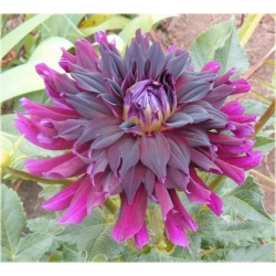 Nasiona Dalia różowa szt.5 Nxx357