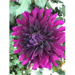 Nasiona Dalia różowa szt.5 Nxx357